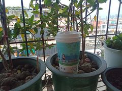 -一杯潮茶·专注潮汕茶饮(十二中创始店)