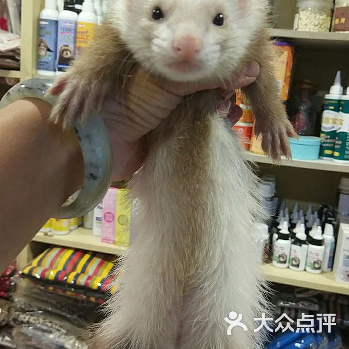 宠物貂专卖图片-北京宠物店-大众点评网