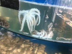 -蓝珊甄选海鲜自助·火锅大排档(近阿那亚店)