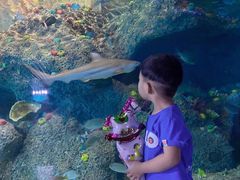 -沙沙哗啦海洋馆(华宇百花谷店)