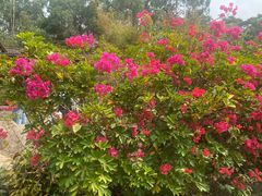 -深圳国际园林花卉博览园