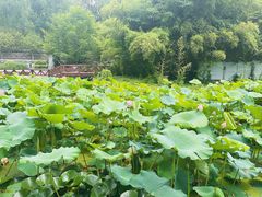 -莲湖公园
