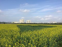 -光明小镇欢乐田园