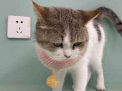 -怪兽屋·羊驼·猫咖·狗咖(俊华广场店)