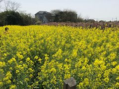 -南汇水蜜桃采摘(大团店)