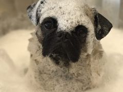 -PETKIT小佩宠物(古北店)
