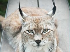 -青藏高原野生动物园