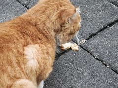 -清真·烙馍小院(华强城市广场店)