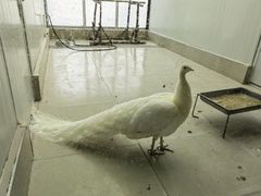 -沈阳森林动物园