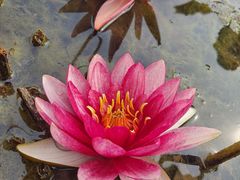 -莲花池公园