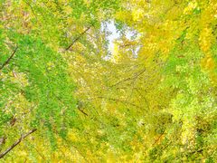 -三里屯东五街银杏大道