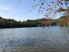 -深圳仙湖植物园