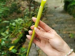 -南山植物园