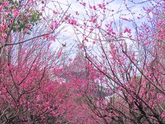 -梅花山(明孝陵内)