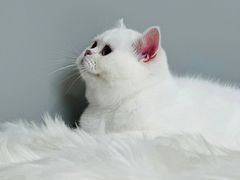 -1013 PET SHOP精品宠物商店(丁香店)