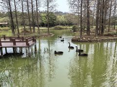 -佛冈森波拉度假区