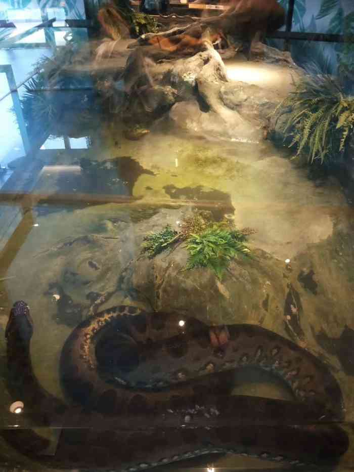 暹罗蛇园-"美蛇搬运工萌萌哒的牛奶蛇是宠物蛇的不二之.