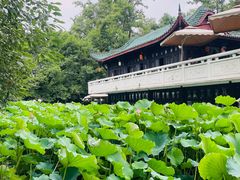 -桂湖森林公园