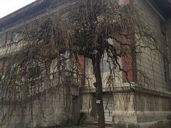 龙爪槐-荆州博物馆