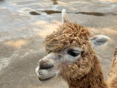 -西霞口神雕山野生动物世界