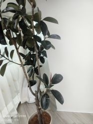 -HEYAN荷妍专业脱毛连锁机构
