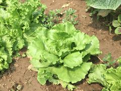 圆生菜-精灵农庄