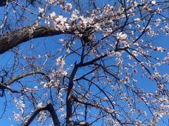 -桃花堤公园