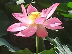 -大宁郁金香公园-停车场