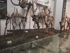 -烟台自然博物馆