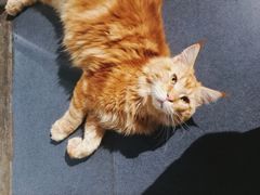 -Heymao猫咖.咖啡厅(东门店)