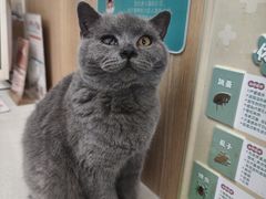 -瑞派长江宠物医院·猫科·外科·24小时夜护(谊城公寓分院)
