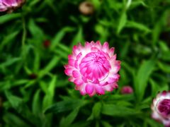 -中国科学院华南植物园