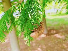 -羊亭河湿地公园