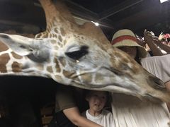 -清迈夜间动物园
