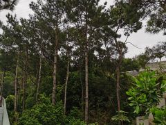 -仙岳公园