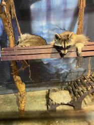 -酷嗒动物文化乐园(cutezoo西溪乐天城店)