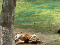 -西霞口神雕山野生动物世界