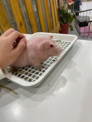 -Moni星球萌宠·小马宝莉·灵蛇·高端高阶全萌宠互动体验俱乐部(红豆国际广场店)