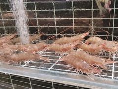 -浩运海鲜·16年专注青岛菜(石老人店)