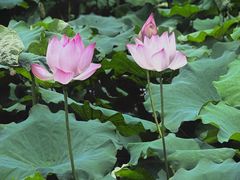 -长洲渡车船码头