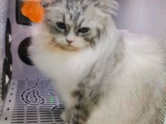 -瑞鹏宠物医院·微创内窥镜·骨外科·牙科(翠竹分院)