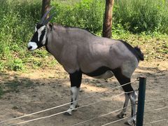 -大连森林动物园