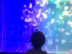 -左海海底世界
