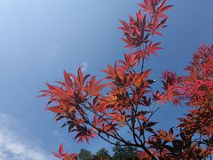 -广州市帽峰山景区