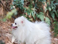 -杭州半山国家森林公园