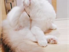 -屋虎猫馆(宝安大仟里店)