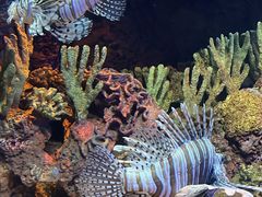 -上海海洋水族馆