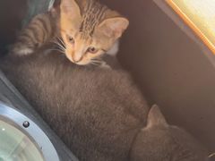 -佳雯宠物医院·皮肤科·内外科(春晓路分院)