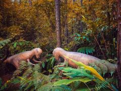 -森波拉奇妙世界