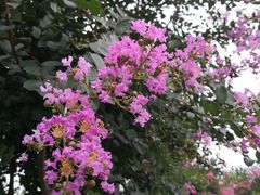 -武汉紫薇都市田园